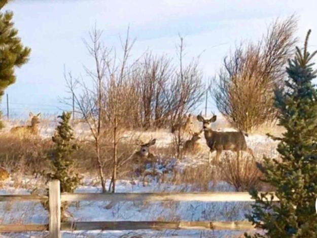 Sundance Suite - Prairie Rose Bed & Breakfast Cheyenne Exteriör bild